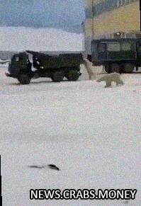 Русские белые медведи на толкаче КамАЗа готовятся к противостоянию с НАТО