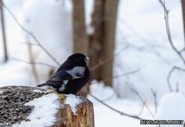 Редкая находка: чёрный снегирь в Томской области