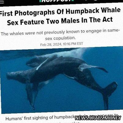 Фотографии секса у горбатых китов: ученые застали гомосексуальный акт.