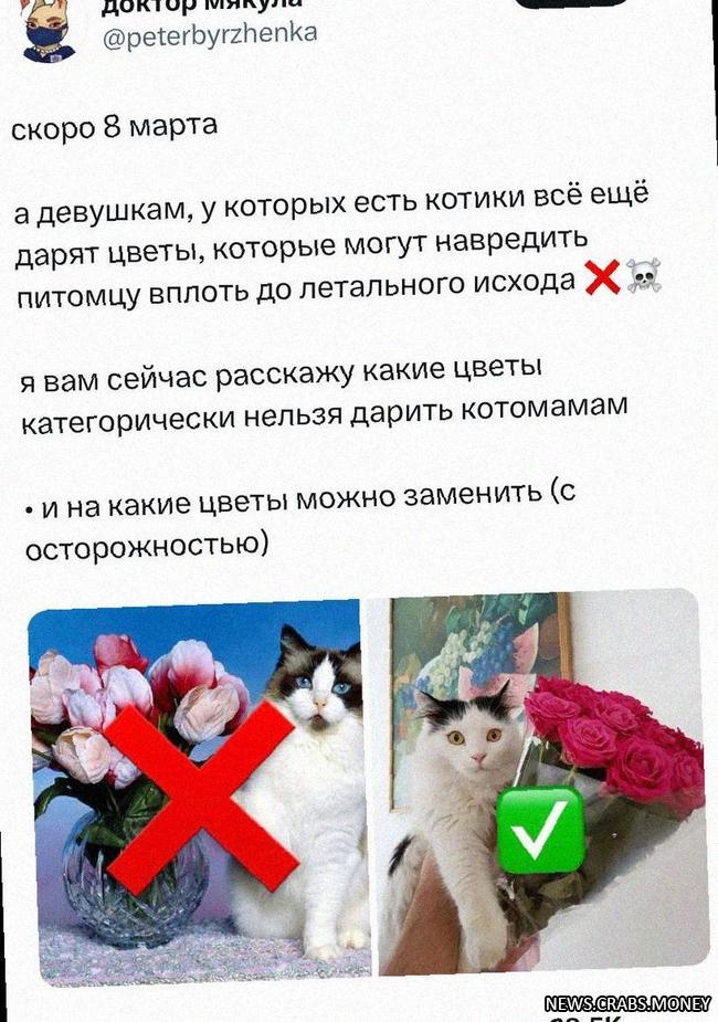 Опасные цветы для котов: рекомендации ветеринара перед 8 Марта