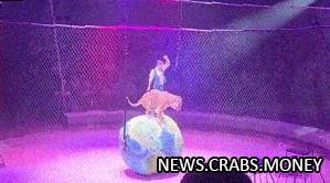 Тигр в цирке Владивостока залез на глобус: скандал.