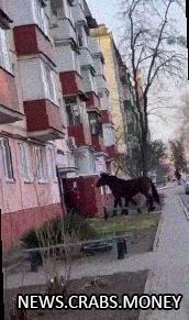 Пьяный пытался подарить лошадь в квартиру: не смогли поднять.