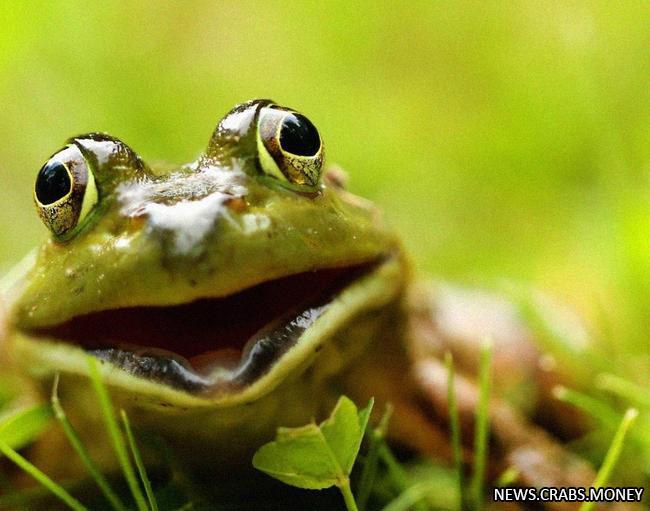 День счастья и лягушек: праздник 20 марта - защита природы.