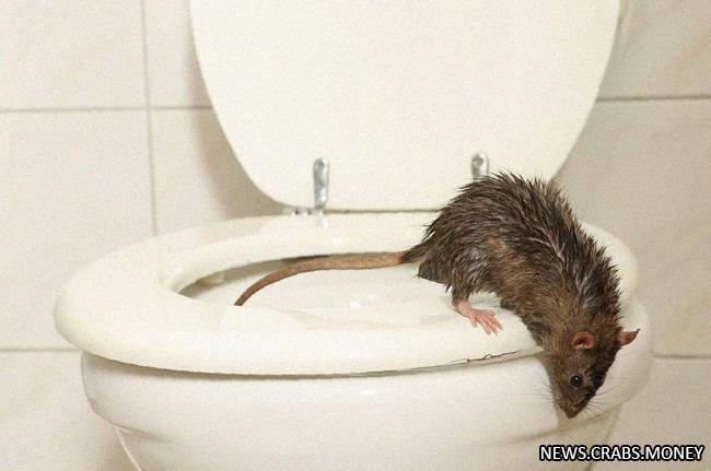 Крыса напала на женщину в туалете, пытаясь укусить за жопу.