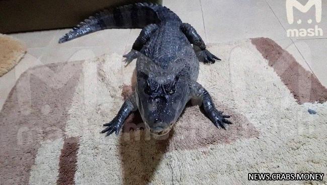 Крокодил Гоша: метровая рептилия разыскивается в Туле