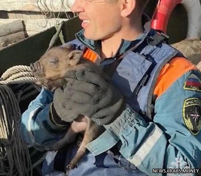 Спасены свиньи и козы на островке в Оренбурге