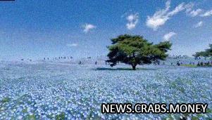 Восточная весна: голубое поле немофил и сакура в Китае