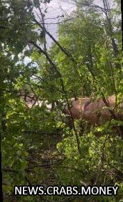 Харьковская телевышка упала в лесопарке, люди целы - видео 