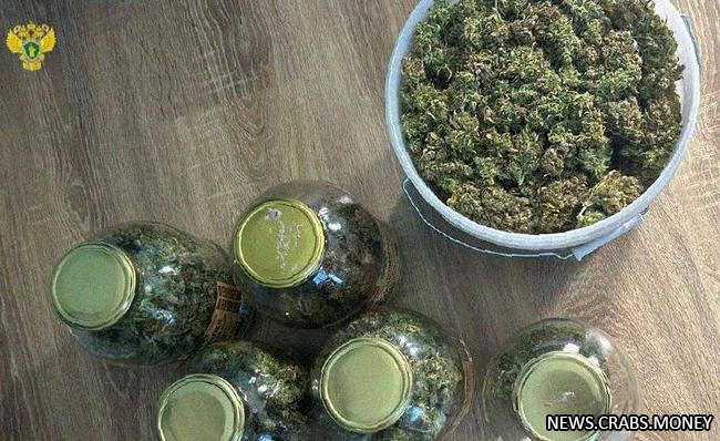 Мужчина из Москвы выращивал марихуану в квартире для сбыта - задержан
