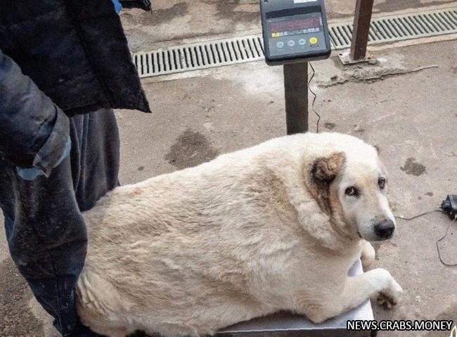 Знаменитый пёс из Нижнего Новогорода похудел до 55 кг