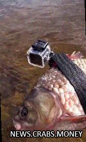 Рыба-шпион: GoPro на спине карася!