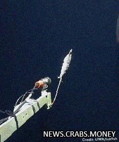 Редкий красный кальмар с фонариками в щупальцах попал на видео