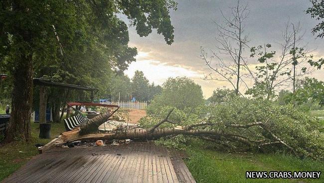 Мужчина и внук погибли под обрушившимся деревом во время урагана