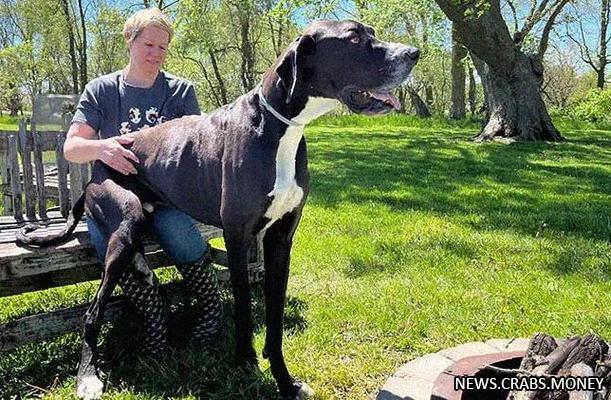 Самая высокая собака в мире  немецкий дог по имени Кевин 