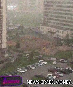 Женщина погибла от падения дерева в Петербурге, еще жертвы и автомобили пострадали