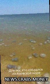 Медузы атакуют на побережье Азовского моря!