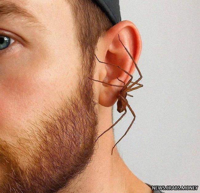 Серьги-пауки: модный аксессуар к Хэллоуину за 1 000 рублей!