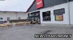 Овцы штурманули магазин и исчезли в закат.